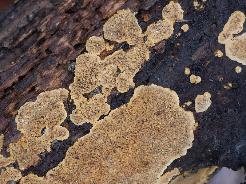 Phellinus conchatus